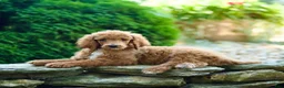 Standard Poodle dogs for sale: Merv - Ad 2