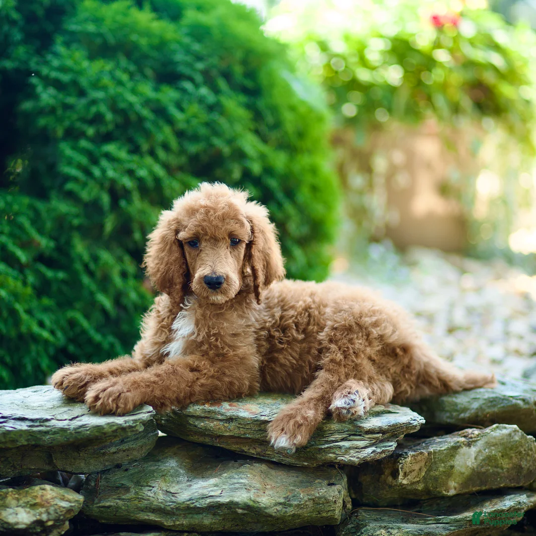 Standard Poodle dogs for sale: Merv - Ad 2