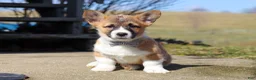 Welsh Corgi Pembroke dogs for sale: Arthur - Ad 4