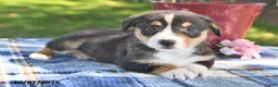 Welsh Corgi Pembroke dogs for sale: Casper - Ad 2