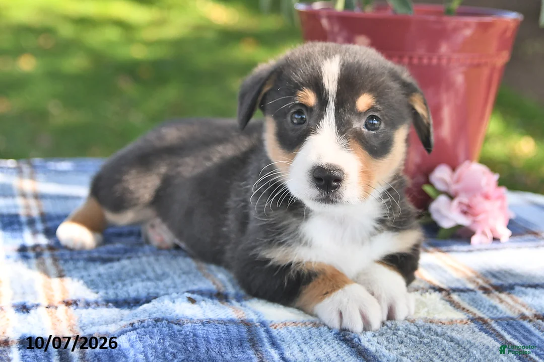Welsh Corgi Pembroke dogs for sale: Casper - Ad 2