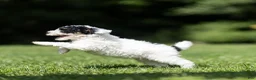 Miniature Poodle dogs for sale: Spike Miniature Poodle  - Ad 10