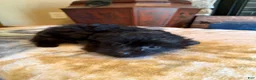 Yorkiepoo dogs for sale: Jinx - Ad 6