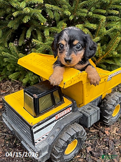 Dachshund dogs Silas - Ad 2