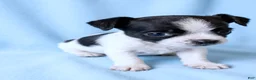 Mixed Breed dogs for sale: Kirby - Ad 3