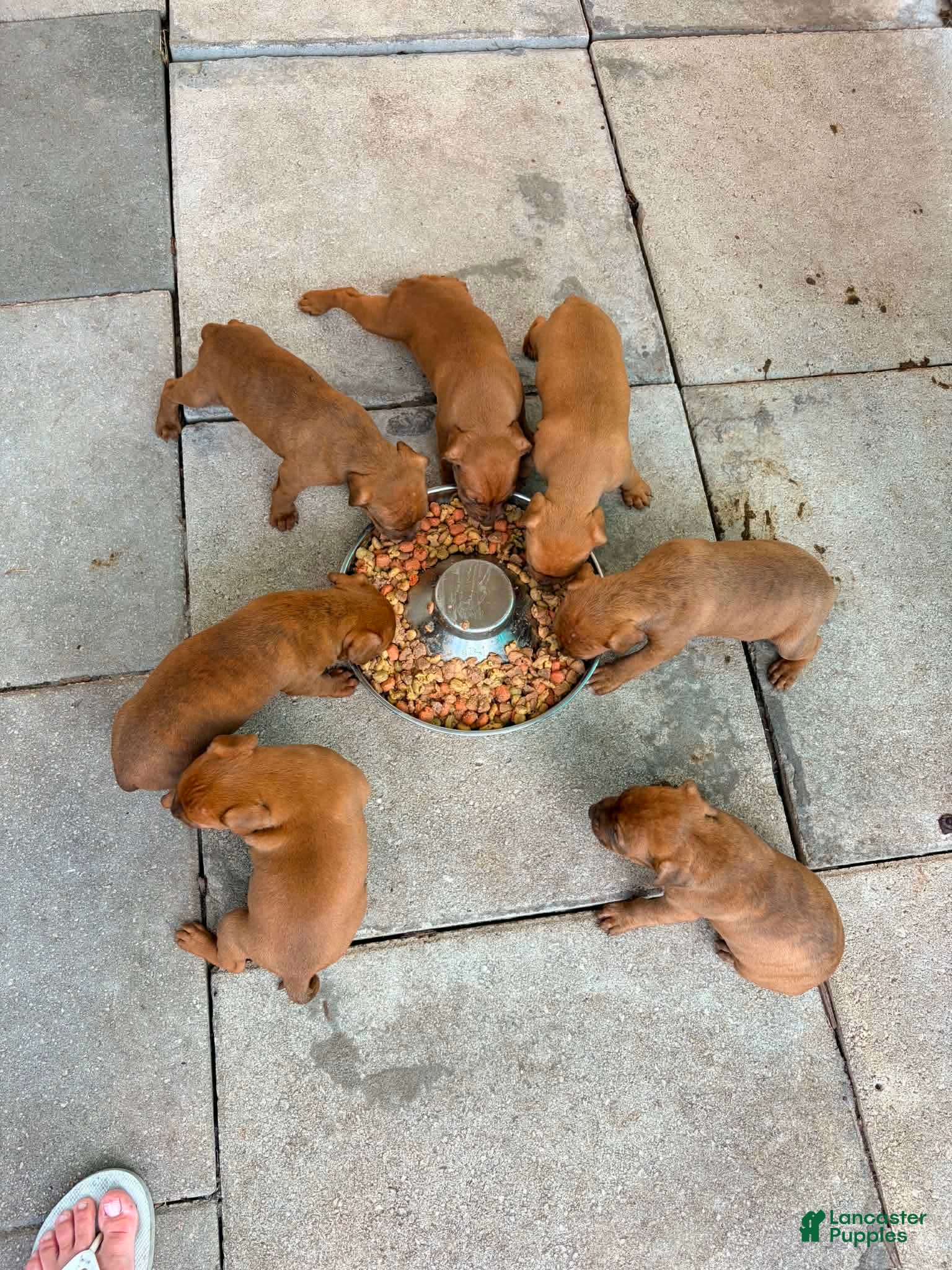 American Pit Bull Terrier dogs American Pit Bull Terrier 9 - Ad 1