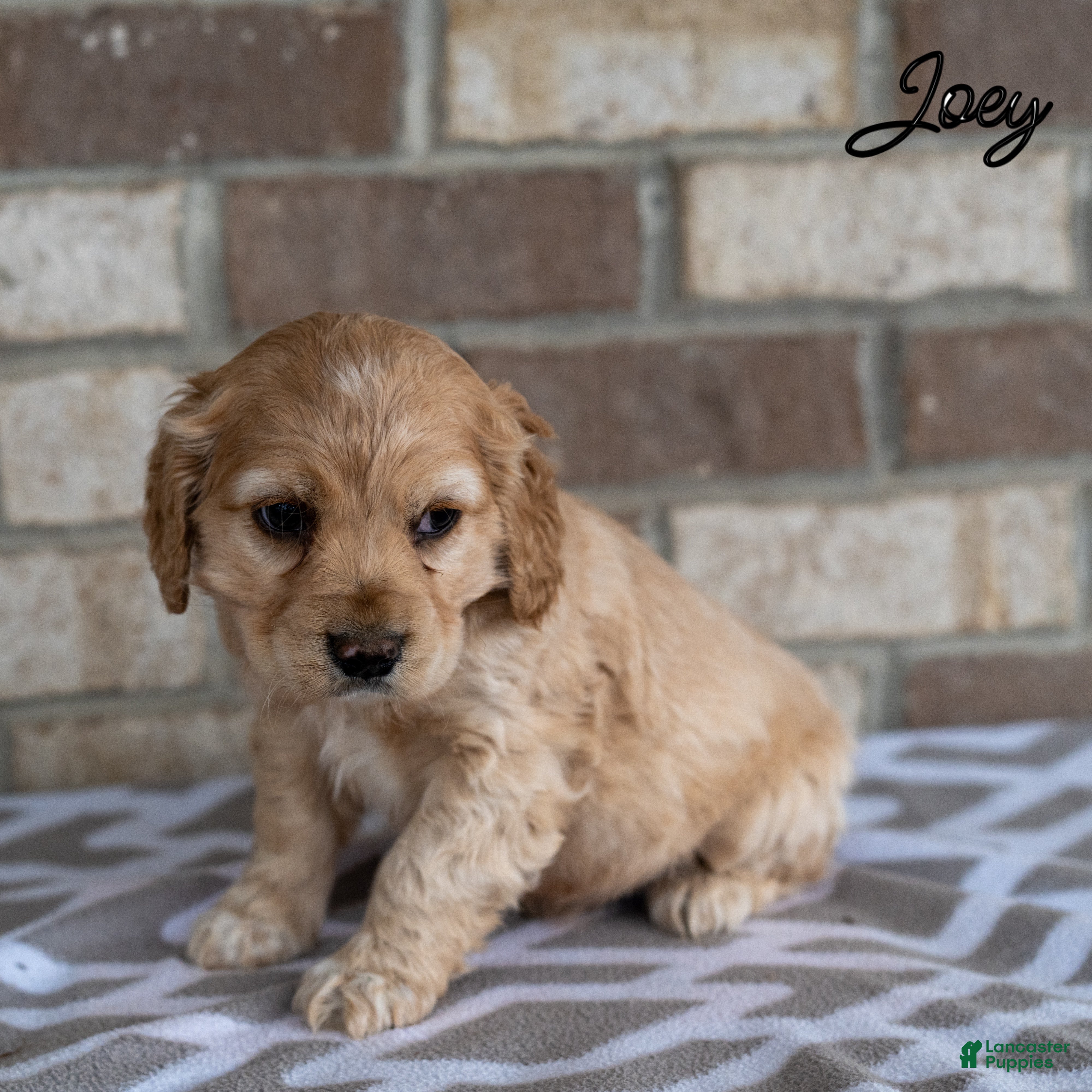 Cocker Spaniel dogs Joey - Ad 2