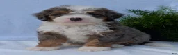 Mini Bernedoodle dogs for sale: Mini Banks  - Ad 8