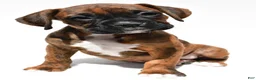 Boxer dogs for sale: Sadie - Ad 7