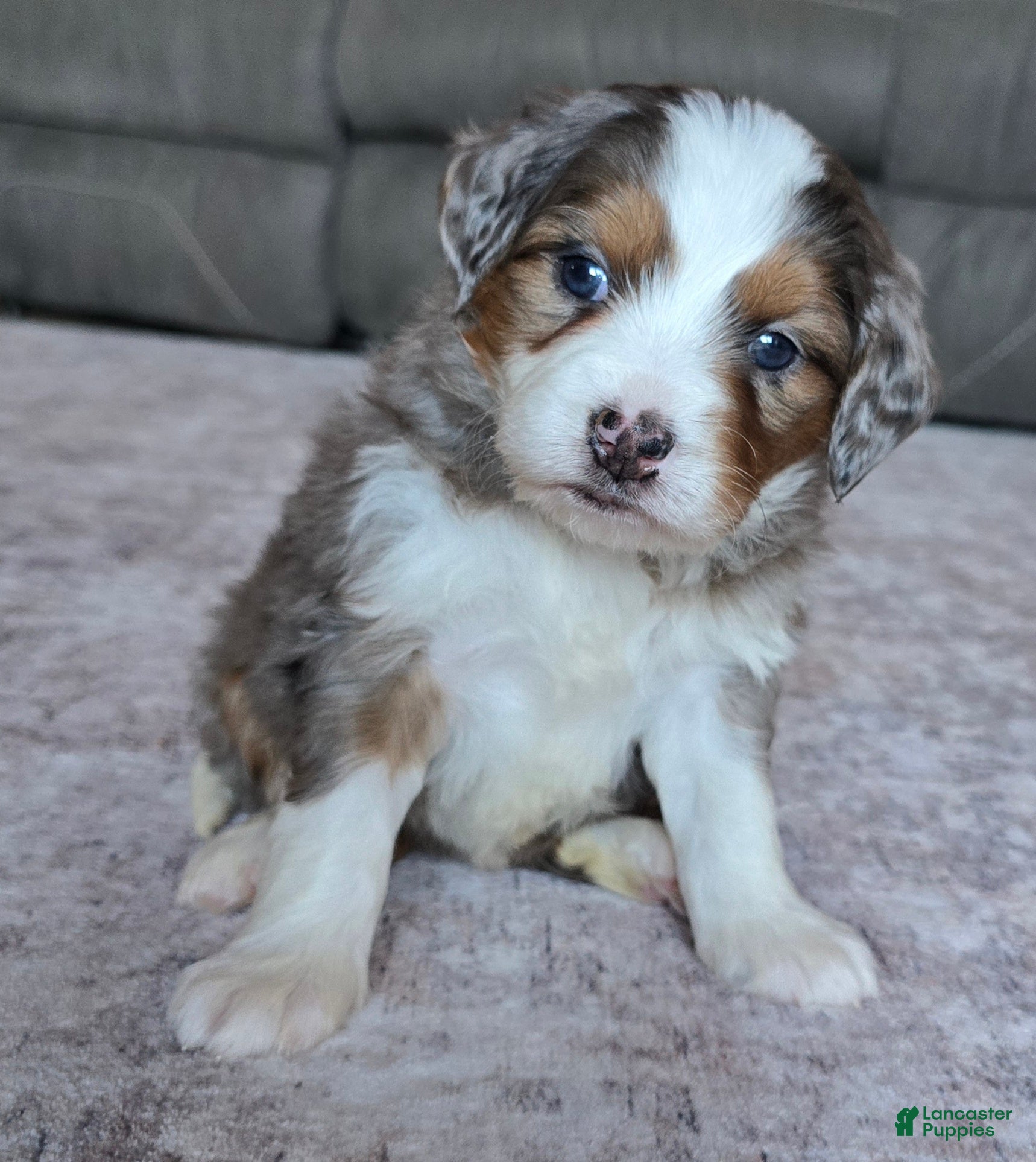 Mini Bernedoodle dogs Mini Bella  - Ad 1