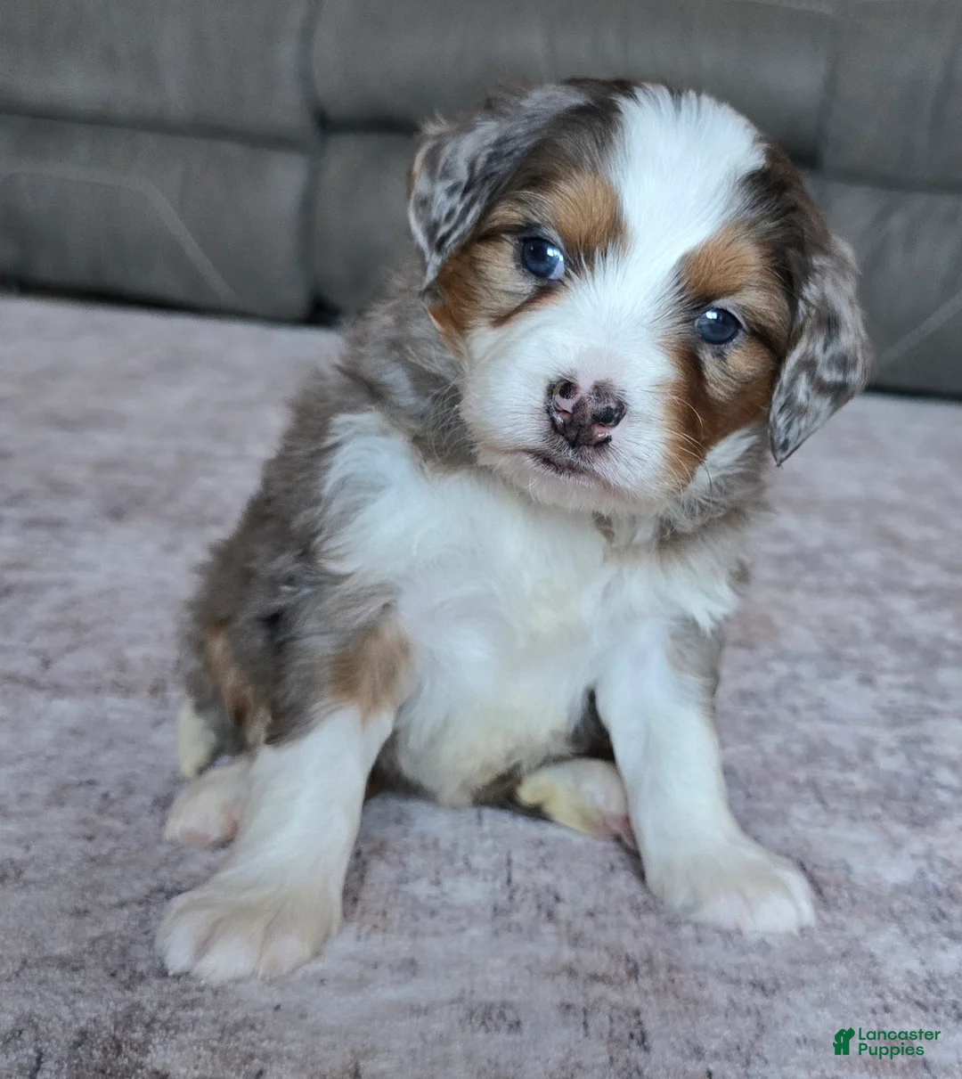 Mini Bernedoodle dogs for sale: Mini Bella  - Ad 1