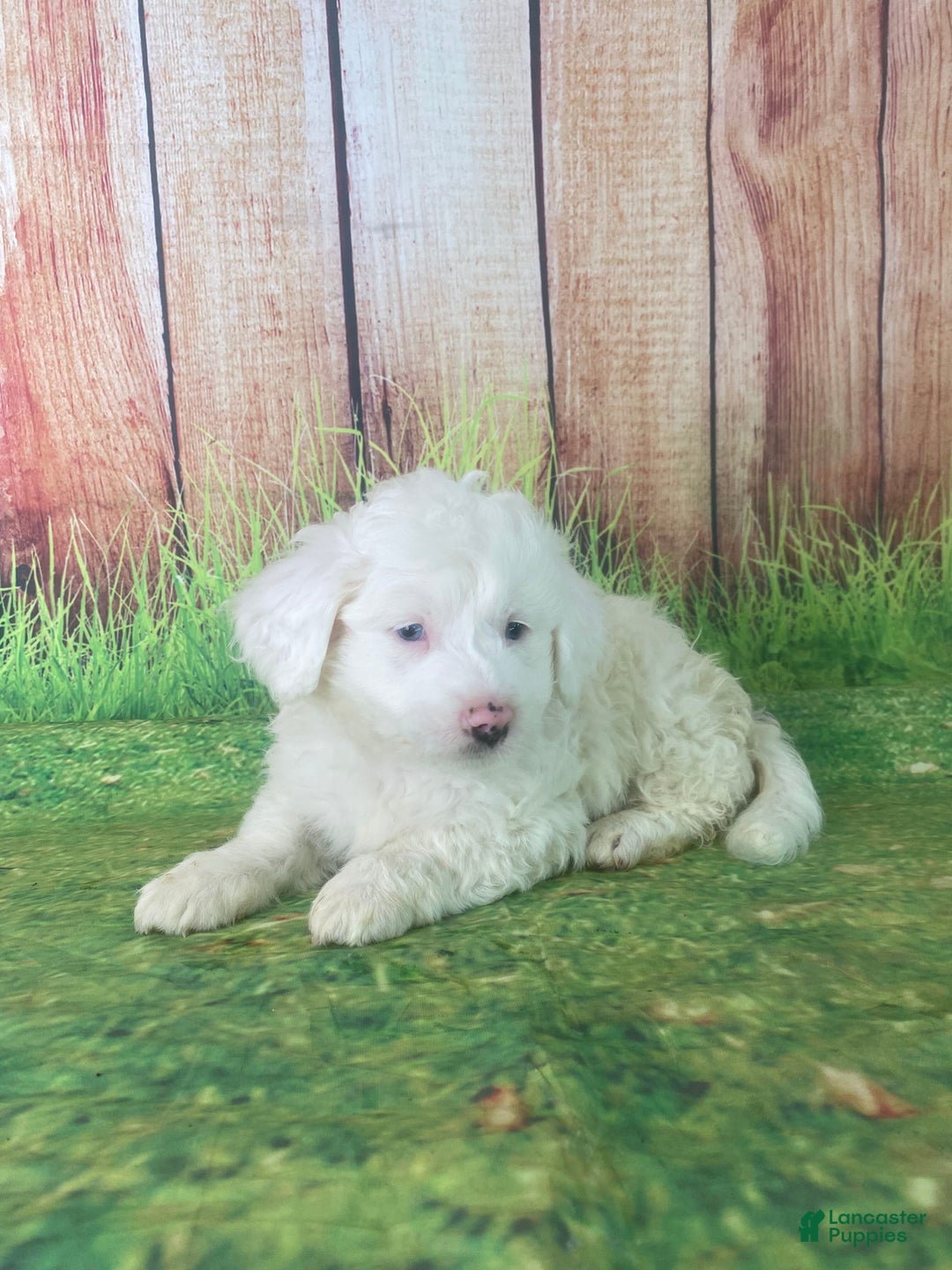 Mini Aussiedoodle dogs for sale: Gianna - Ad 10