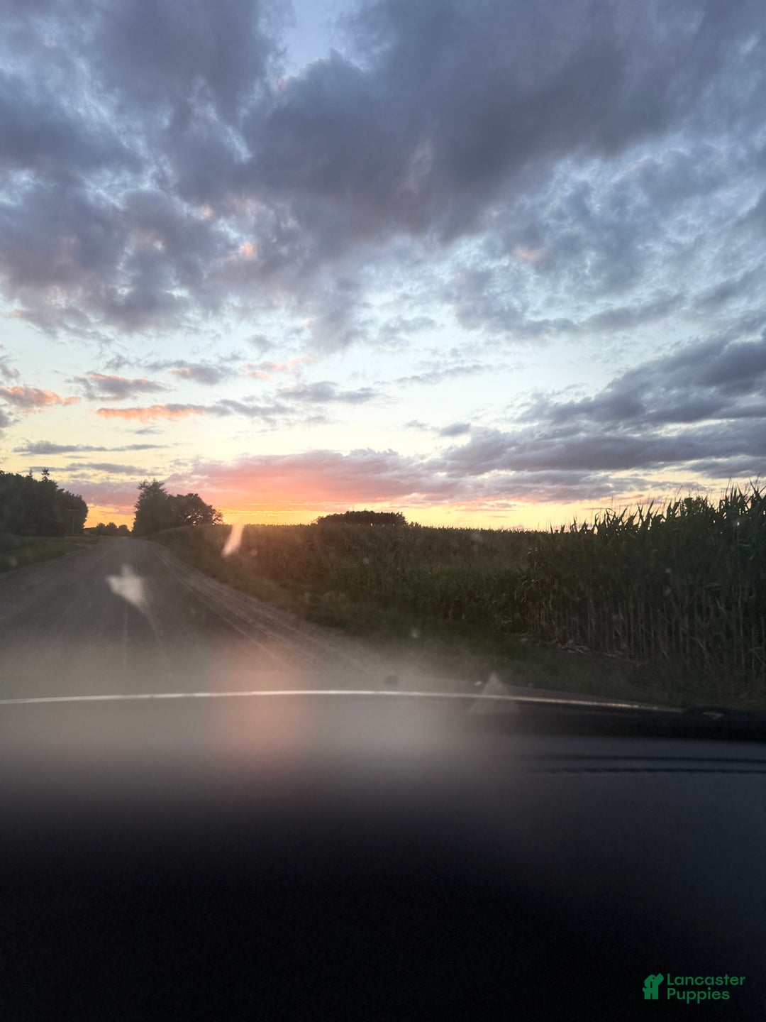 Mini Bernedoodle dogs for sale: Kian “Blue Collar” Male - Ad 25