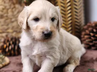 Goldendoodle dogs Boone - Ad 24