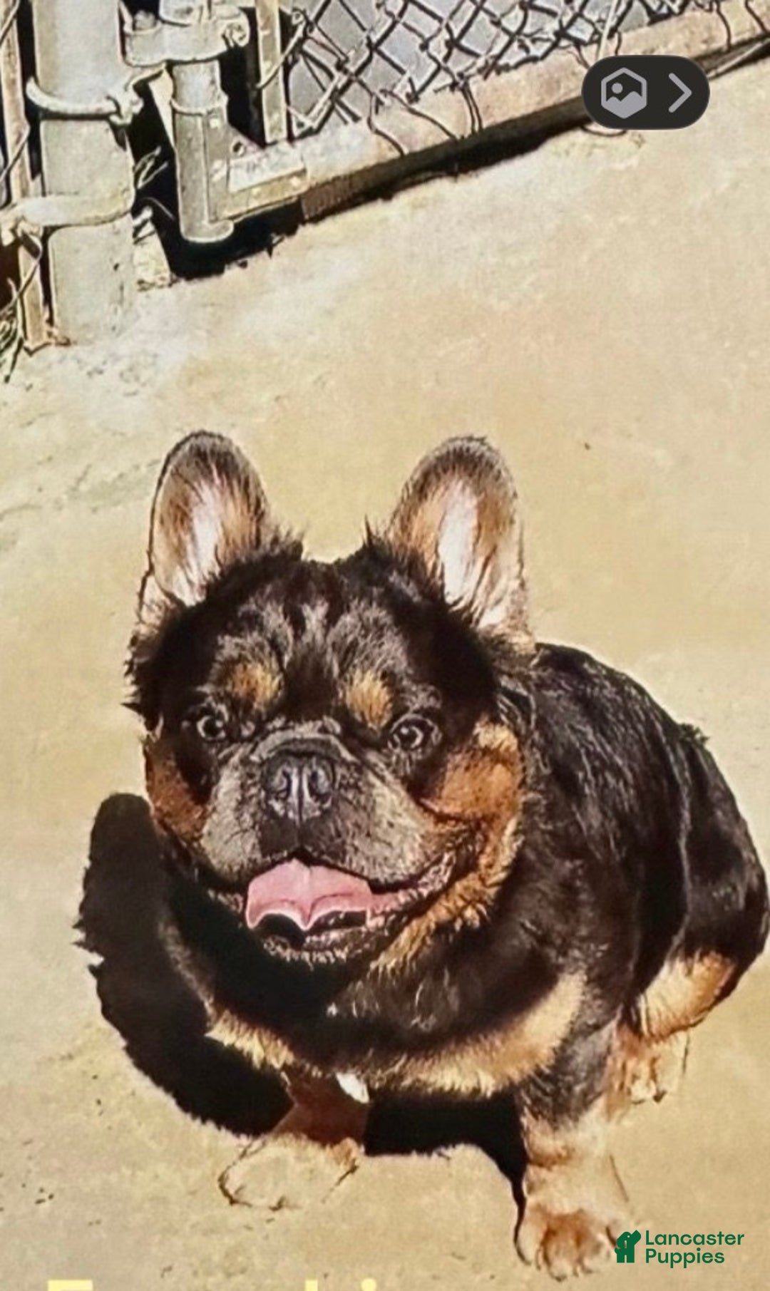 French Bulldog dogs for sale: French Bulldog Puppy 5 - Ad 4