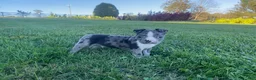 Boston Terrier dogs for sale: Buddy - Ad 4