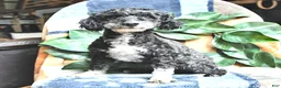 Miniature Poodle dogs for sale: Dixie - Ad 7