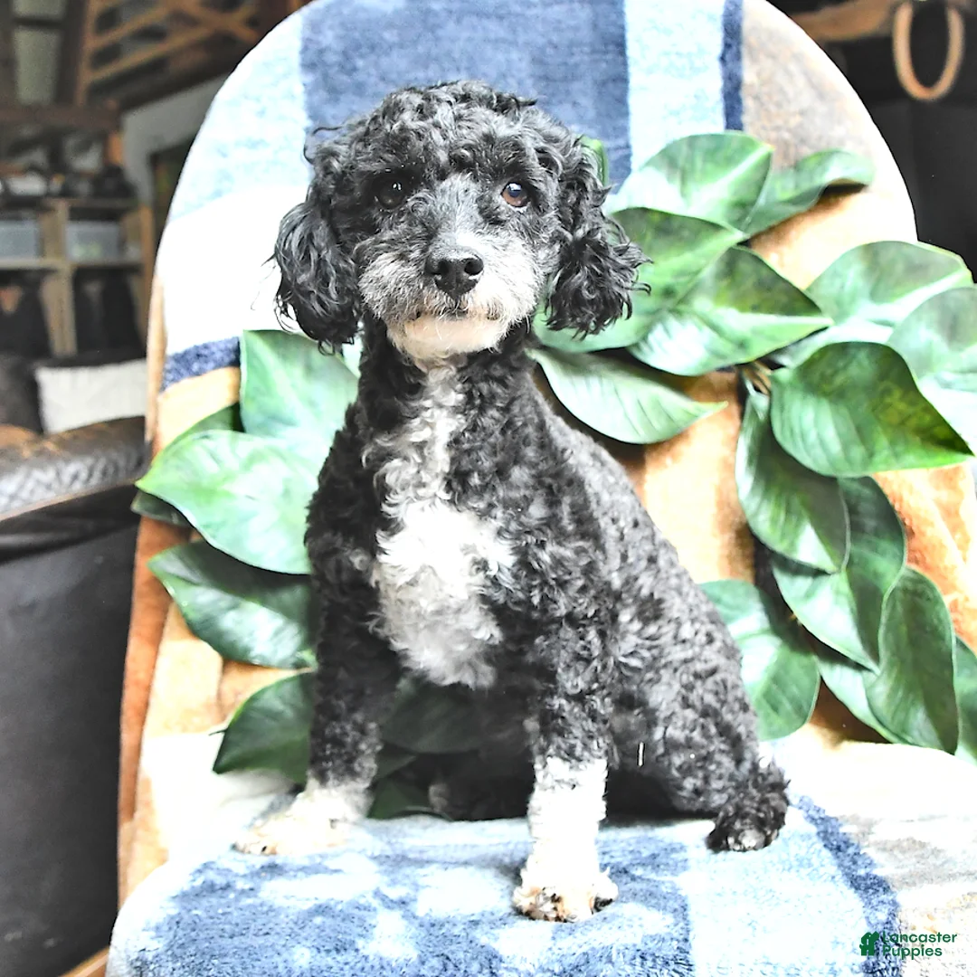 Miniature Poodle dogs for sale: Dixie - Ad 7