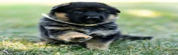 German Shepherd dogs for sale: Zorro - Ad 8
