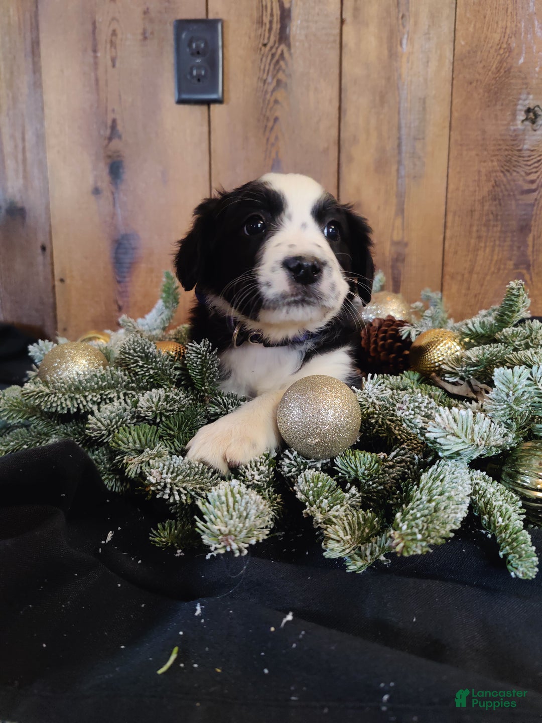 Mixed Breed dogs for sale: Elizabeth  - Ad 1