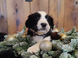 Mixed Breed dogs Elizabeth - Ad 5