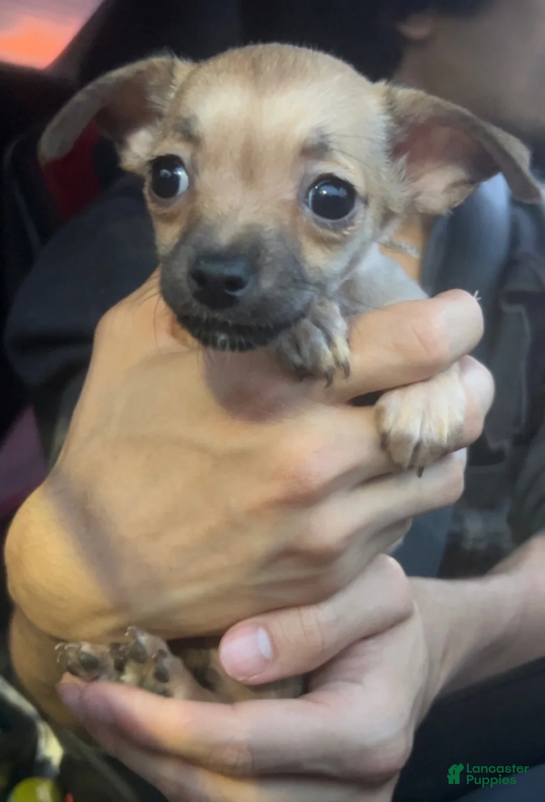 Chihuahua dogs for sale: Chihuahua 6 - Ad 1