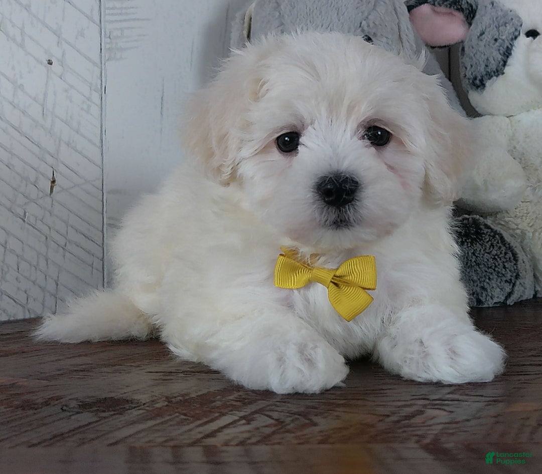 Mixed Breed dogs for sale: Nova - Ad 2