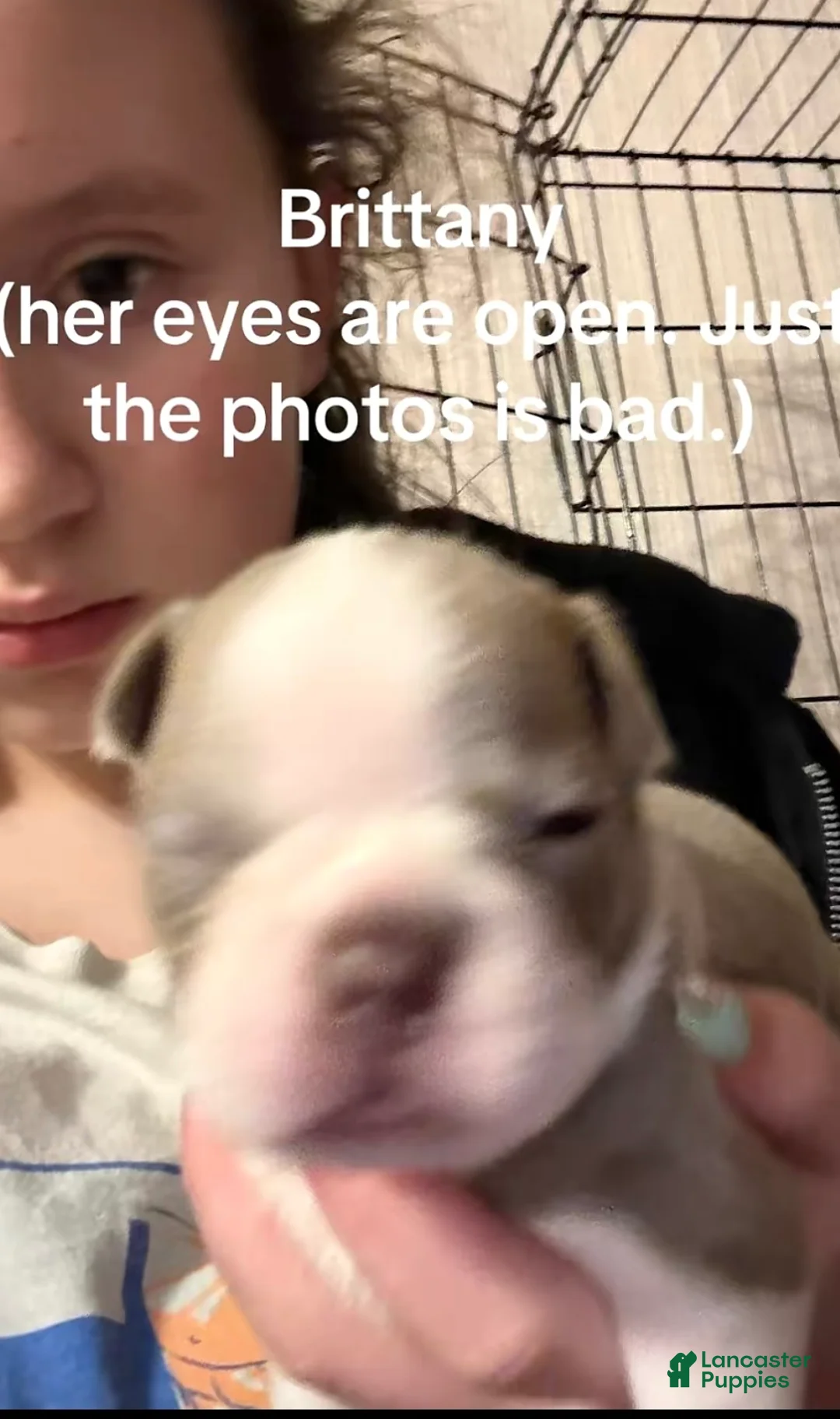 Boston Terrier dogs for sale: Brittany - Ad 1