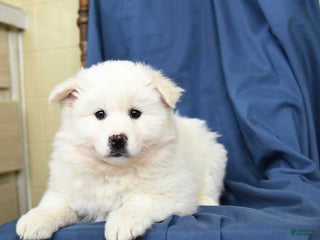Mixed Breed dogs Coconut - Ad 5