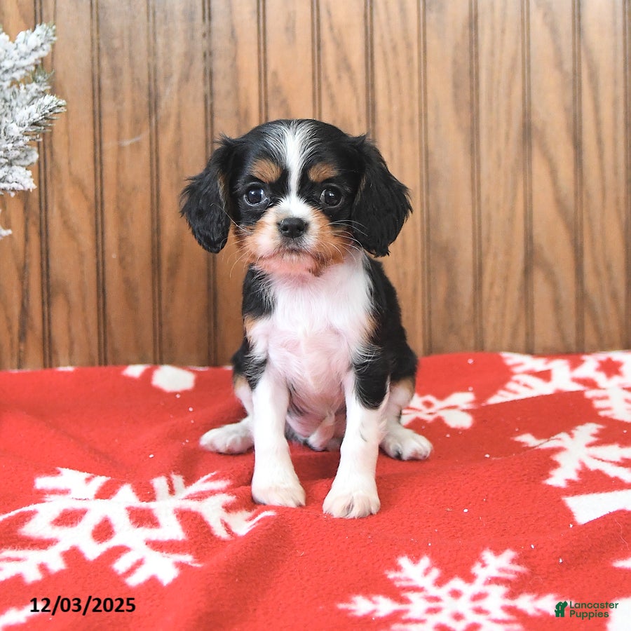 Cavalier King Charles Spaniel dogs Sierra - Ad 4