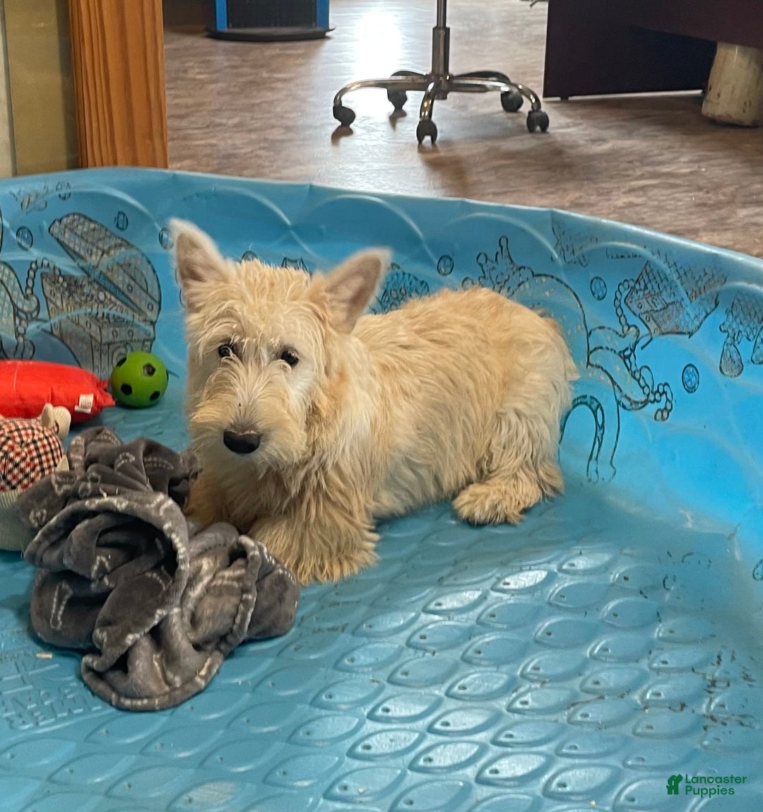 Scottish Terrier dogs for sale: Simone - Ad 3
