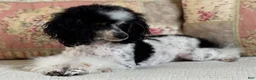 Miniature Poodle dogs for sale: Madonna - Ad 12