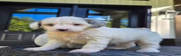 Mini Goldendoodle dogs for sale: Remi - Ad 3