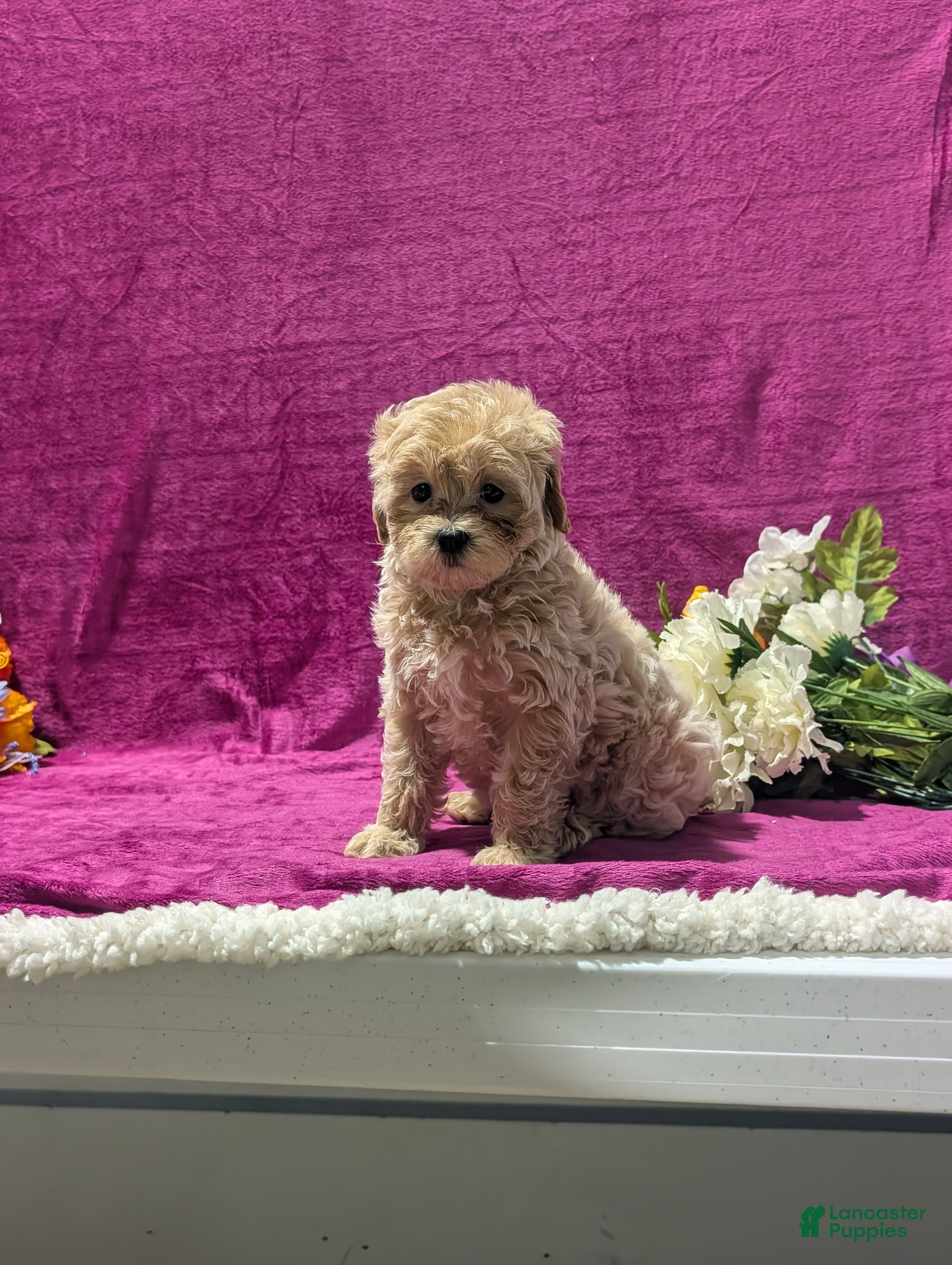 Maltipoo dogs Natasha  - Ad 2