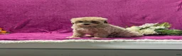 Maltipoo dogs for sale: Natasha  - Ad 2