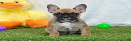 French Bulldog dogs for sale: Delilah - Ad 7
