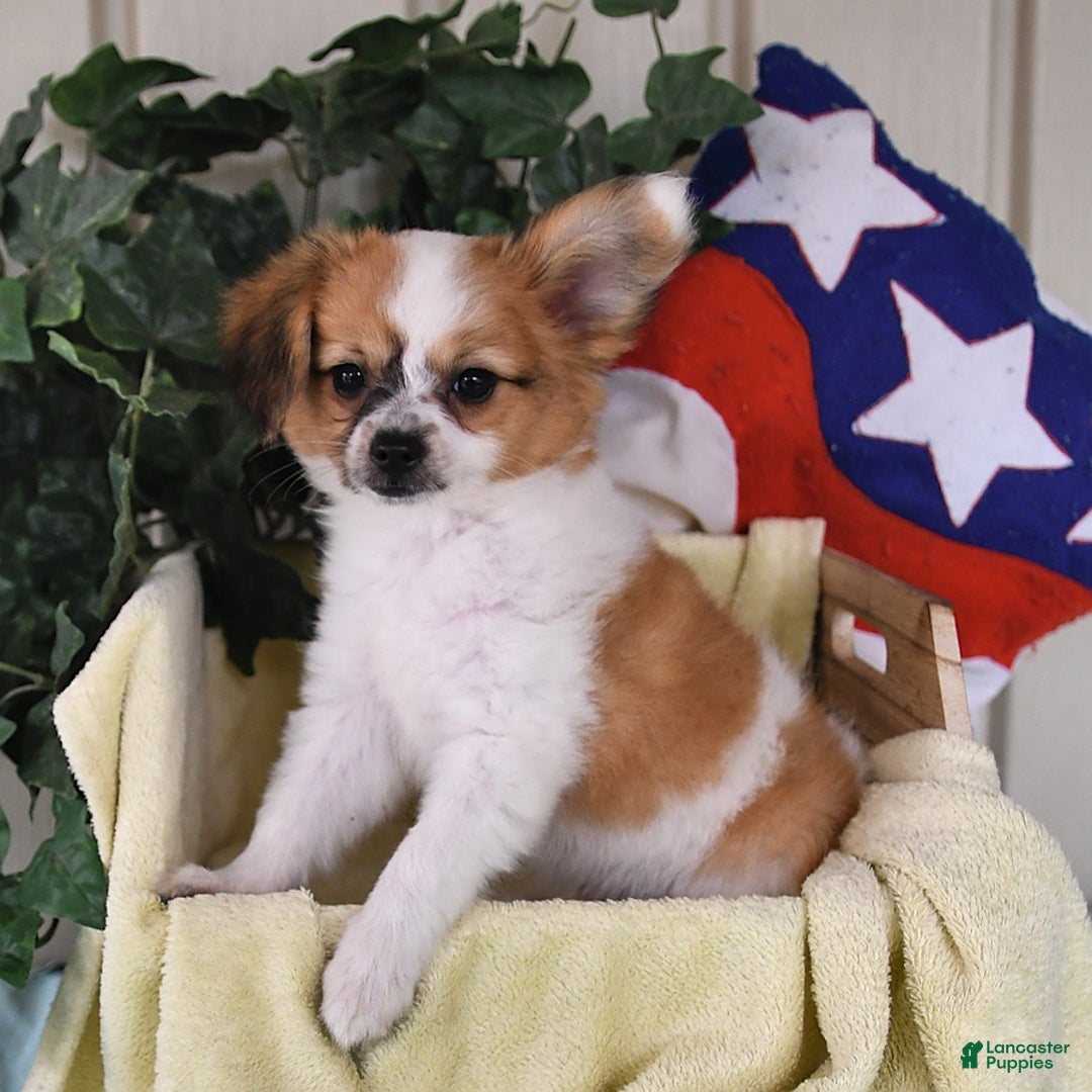 Papillon dogs for sale: Alex - Ad 23