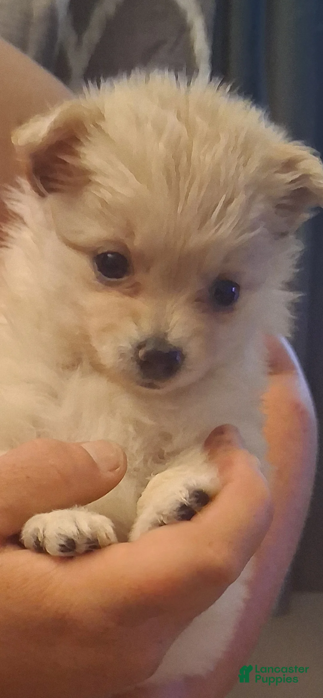 Chorkie dogs for sale: Chorkie 2 - Ad 2