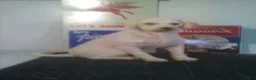 Teddy Bear dogs for sale: Teddy Bear 1 - Ad 5