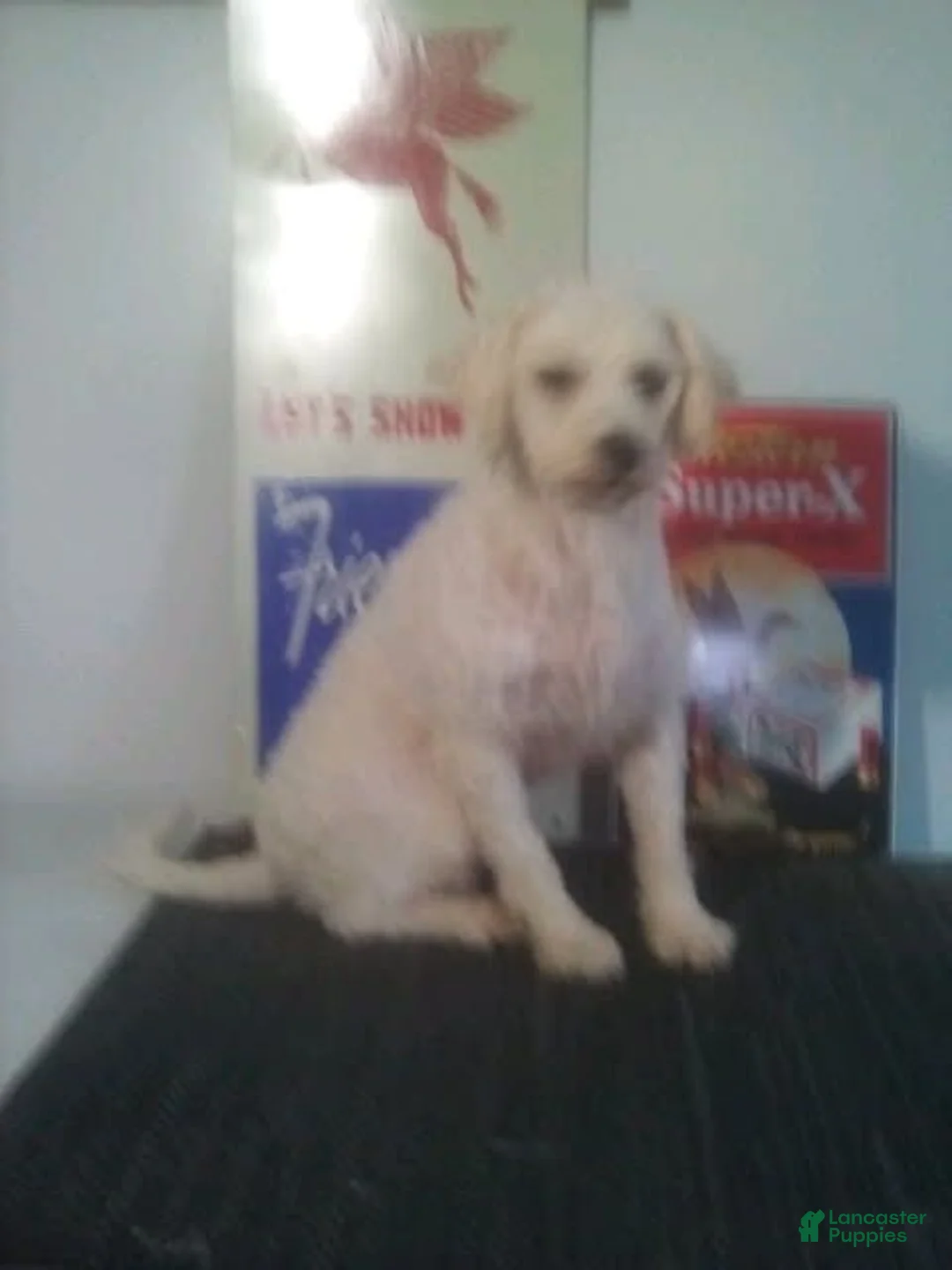 Teddy Bear dogs for sale: Teddy Bear 1 - Ad 5