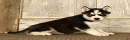 Siberian Husky dogs for sale: Thomas - Ad 5