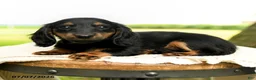 Miniature Dachshund dogs for sale: Cinder - Ad 5
