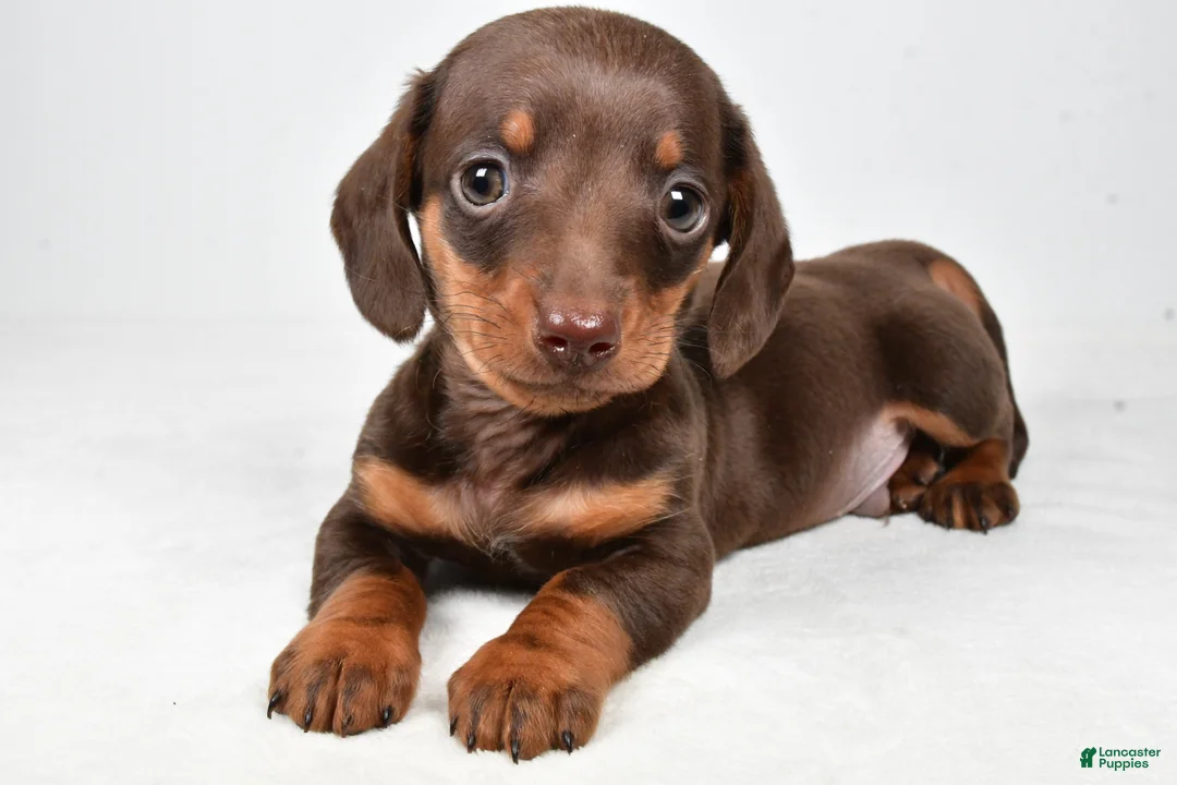 Miniature Dachshund dogs for sale: Harley - Ad 5