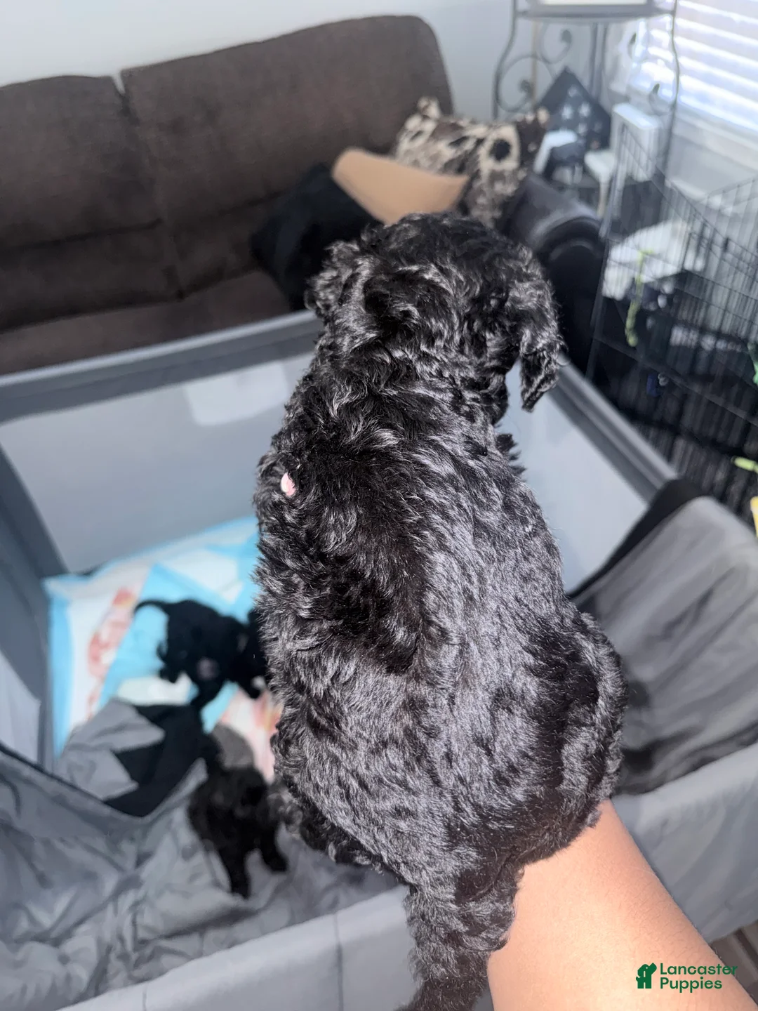 Double Doodle dogs for sale: Red - Ad 1