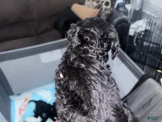 Double Doodle dogs Red - Ad 5