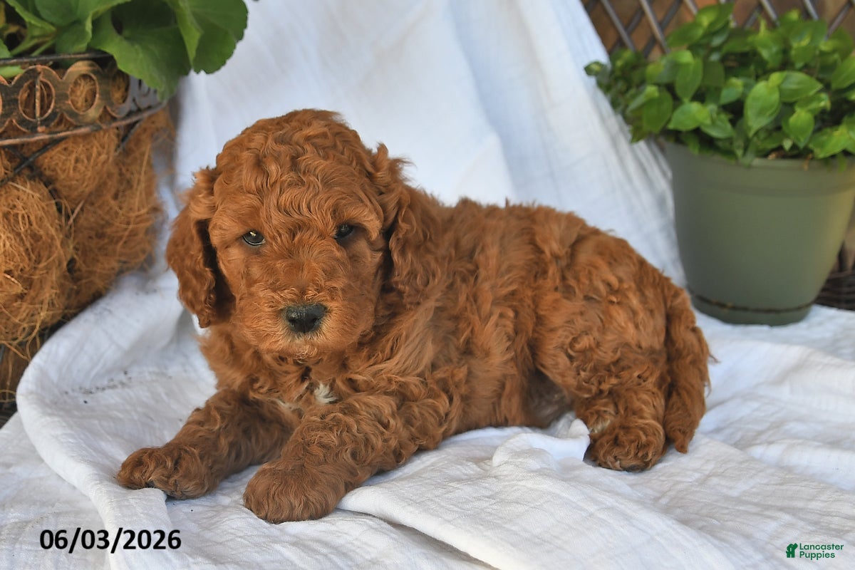 Mini Goldendoodle dogs Maxwell - Ad 2