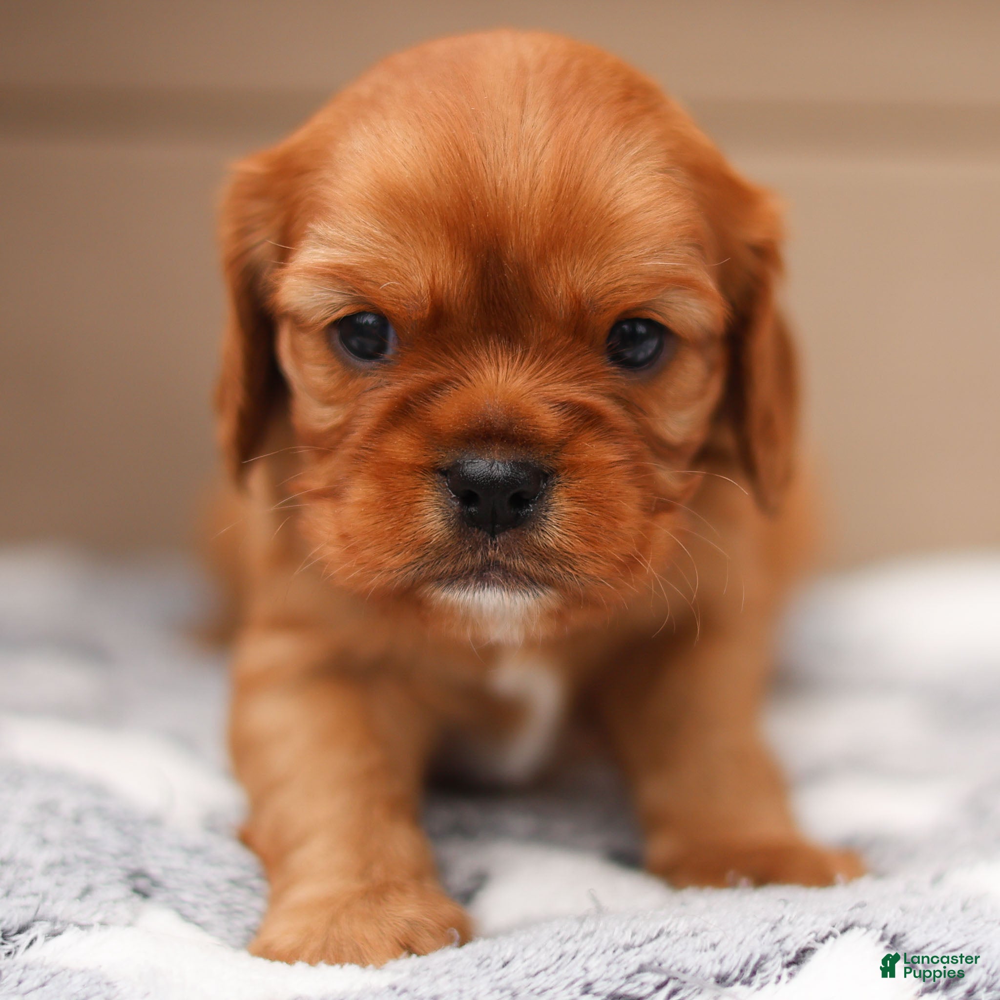 Cavalier King Charles Spaniel dogs Ford Cavalier King Charles Spaniel  - Ad 1