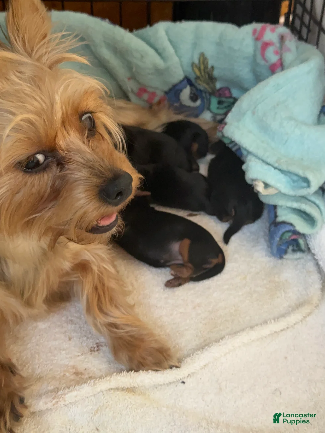Yorkshire Terrier dogs for sale: London - Ad 2
