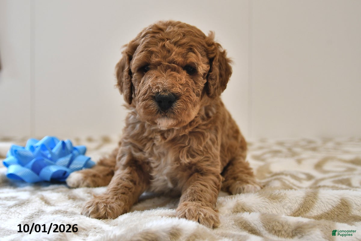 Benson, Doodle / designer cross