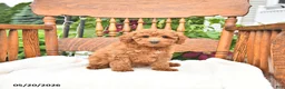 Mini Goldendoodle dogs for sale: Russel - Ad 2